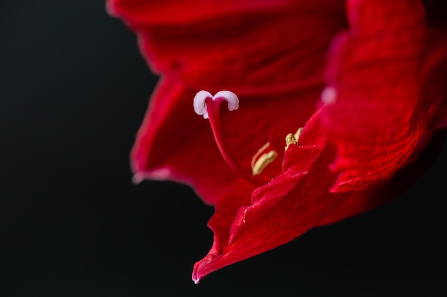 Red amaryllis white pistil On a black background Macro closeup