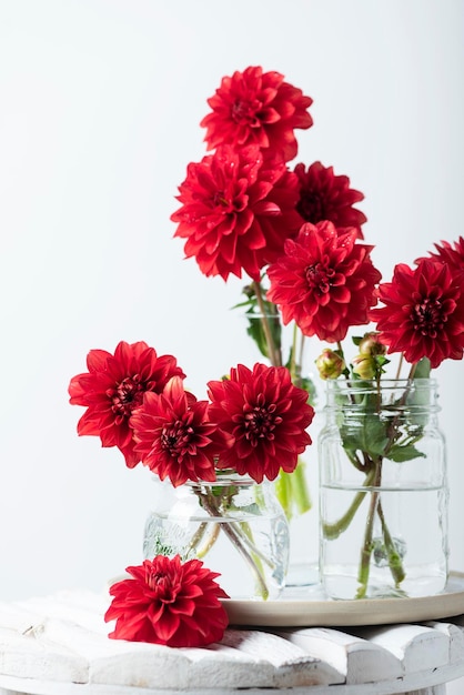 Red amazing flowers dahlias