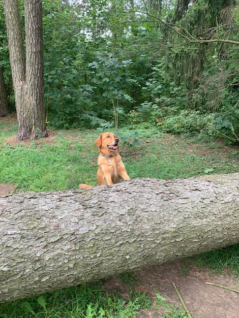 Red American Golden Retriever climbed up and frolicking on a fallen tree