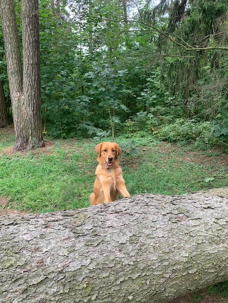 Red American Golden Retriever climbed up and frolicking on a fallen tree