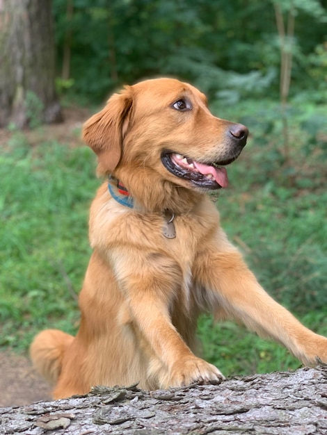 Red American Golden Retriever climbed up and frolicking on a fallen tree