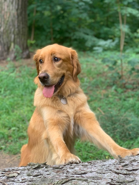 Red American Golden Retriever climbed up and frolicking on a fallen tree