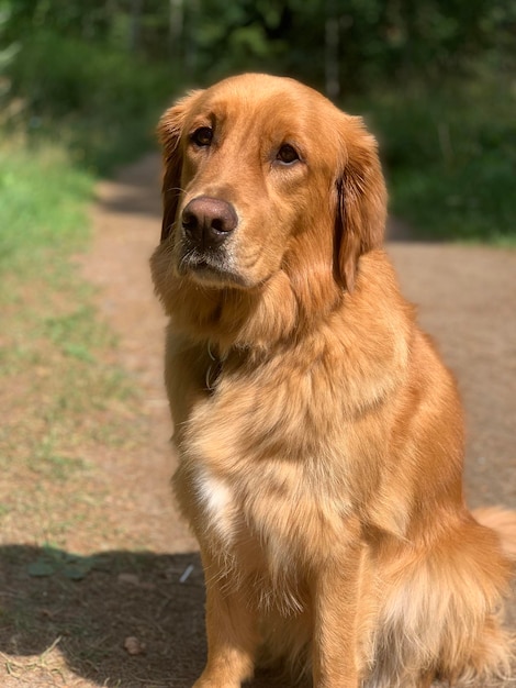 Red American Golden Retriever sits on a path and coat glistens in the sun