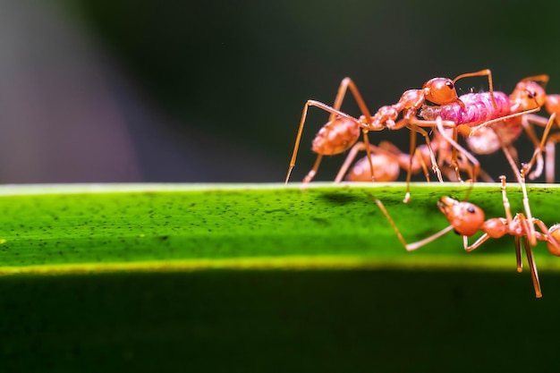 Red ant action helping for food on the branch big tree in garden among green leaves blur background selective eye focus and black background macro