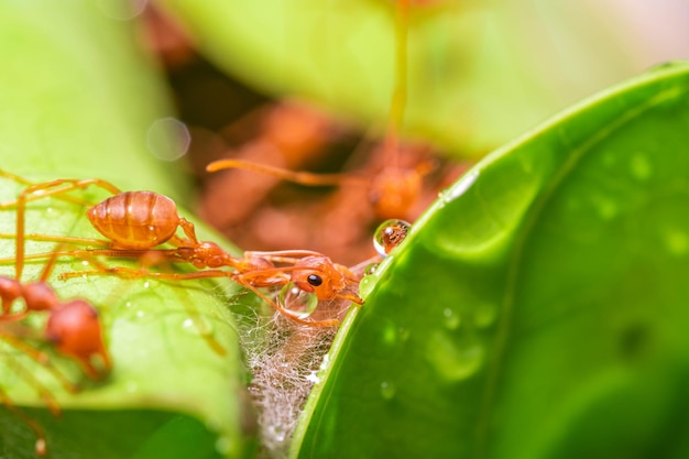 Red ant ant action team work for build a nestant on green leaf in garden among green leaves blur background selective eye focus and black backgound macro