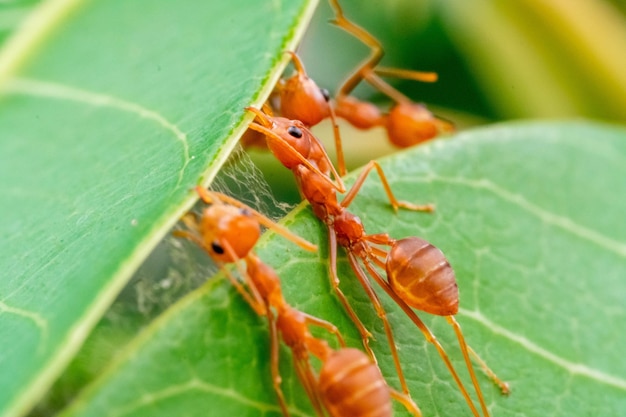 red ant ant action team work for build a nestant on green leaf in garden among green leaves