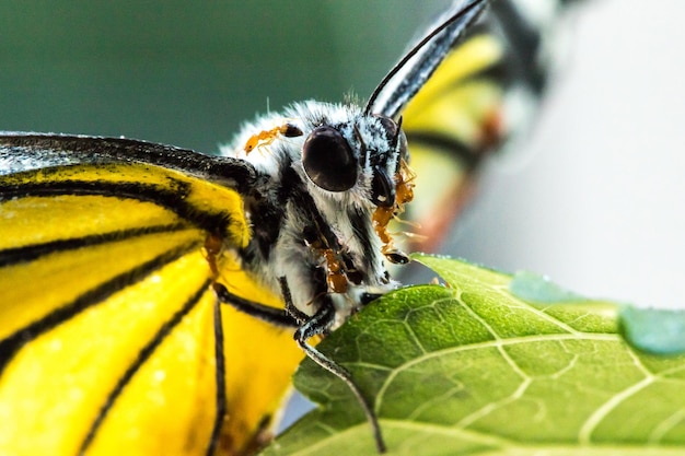 The red ant feeds on the carcass of the dead butterfly back to the nest.