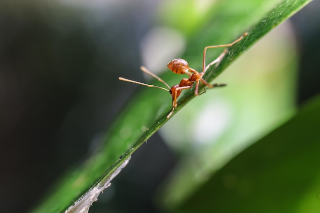 Red ant on green leaves on a natural background