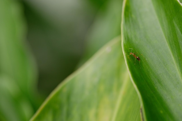 Photo a red ant on a leave