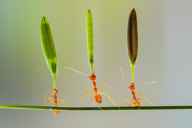 red ant lifting flower