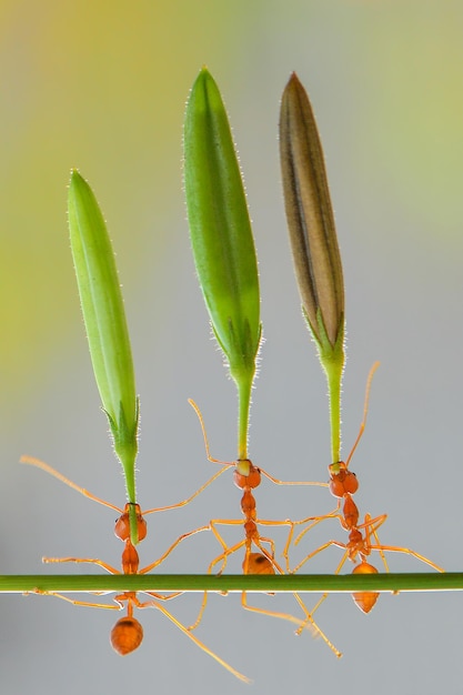 red ant lifting flower