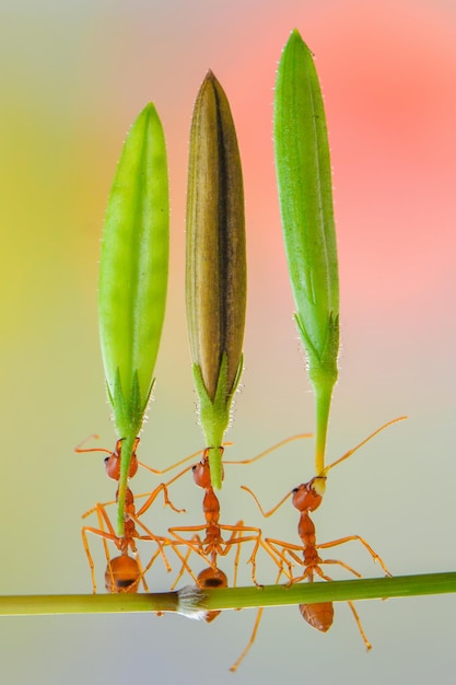 red ant lifting flower