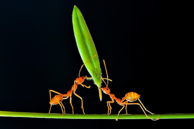 red ant lifting flower