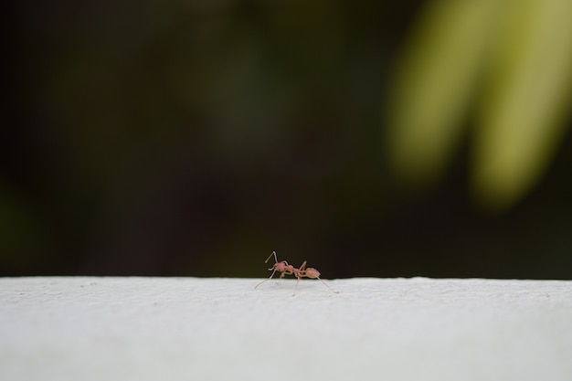 Red ant walk on the wall on dark