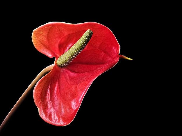 Red Anthurium flower isolated on a black background