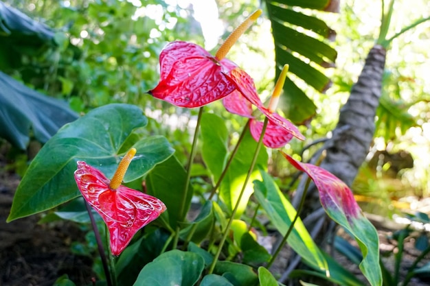 Red anthurium flowes (tailflower, flamingo flower, laceleaf).  Close up of blooming red anthurium