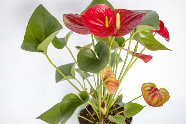 Red Anthurium Plant the color is associated with intense passions and desire for action