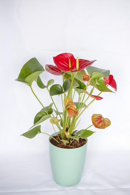 Red Anthurium Plant the color is associated with intense passions and desire for action