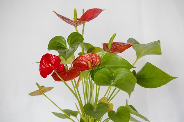 Red Anthurium Plant the color is associated with intense passions and desire for action