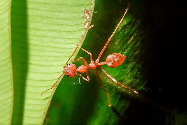 Red ants are on the leaves in nature.