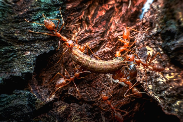 Red ants are moving dies worms to its nest.