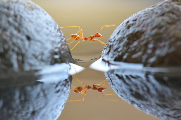 red ants crossing the water