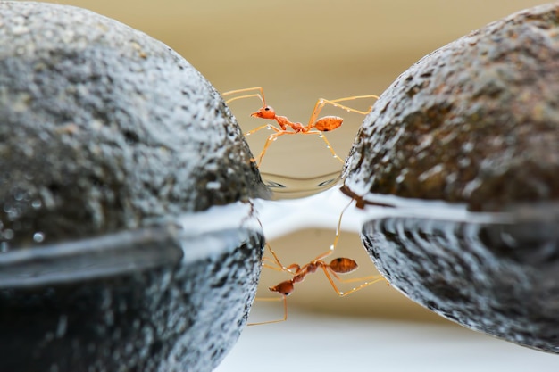 red ants crossing the water