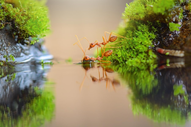 red ants crossing the water