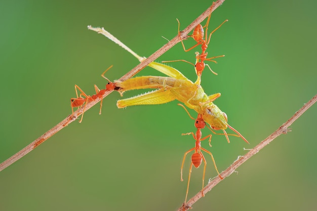 red ants eat grasshoppers