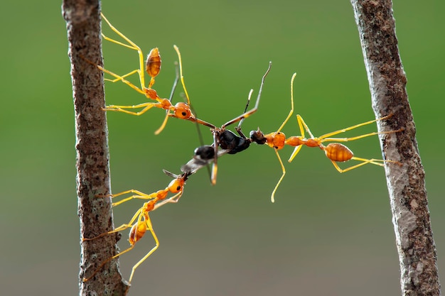 Red Ants prey  on leaf  in tropical garden