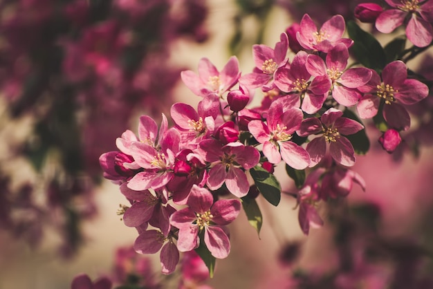 Red apple blossoms