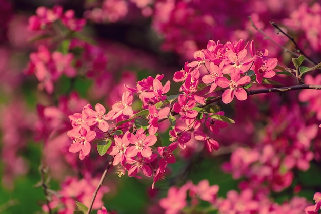 Red apple blossoms