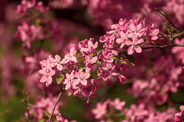 Red apple blossoms