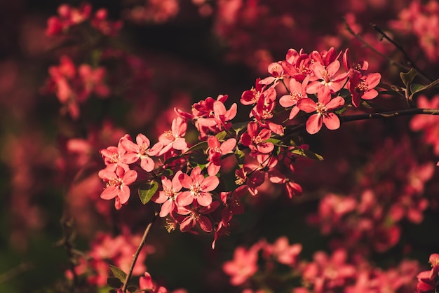 Red apple blossoms