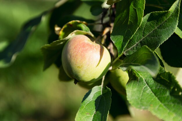 Red apple on a branch on a tree. New summer harvest. Close-up. Healthy food and vitamins.