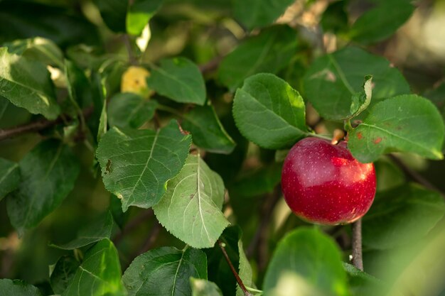 A red apple hangs on a tree with leaves Agriculture agronomy industry