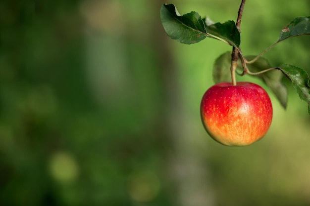 A red apple hangs on a tree with leaves Agriculture agronomy industry