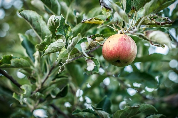 Red apple ripens on the branch in the orchard