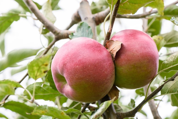 Red apple on a tree with green leaves in autumn in Moldova