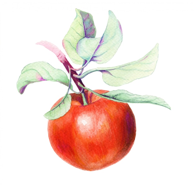 Photo red apple vintage watercolor botanical illustration