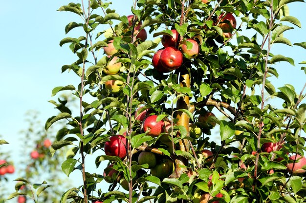 Red apples on apple tree branch