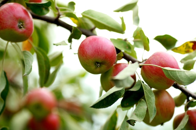 Red apples on apple tree branch