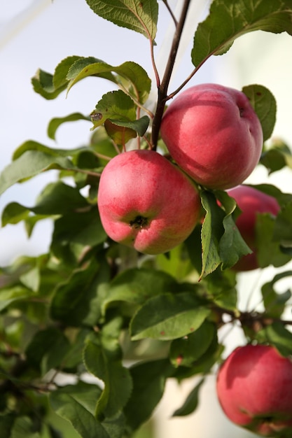 Red apples on an apple tree in the garden on a lovely sunny summer day Apple harvest Healthy eating