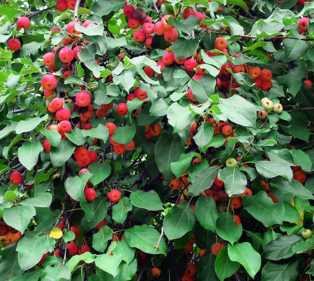 Red apples on the branch of an apple tree among green leaves in the garden