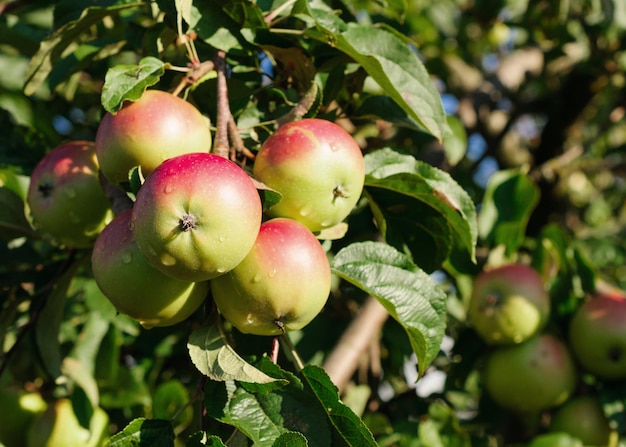 Red apples on the branch of an appletree