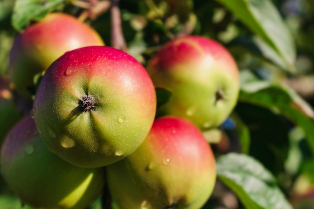 Red apples on the branch of an appletree