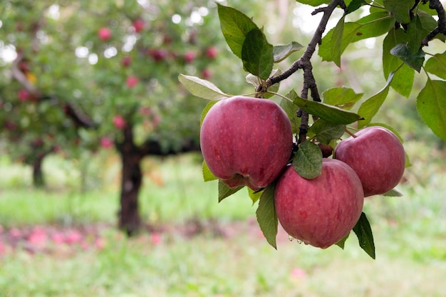 Red apples on a branch ready to be harvested