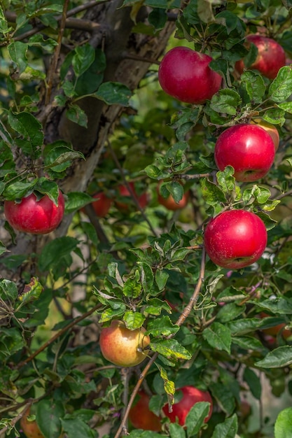 Red apples on branches of tree in the orchard