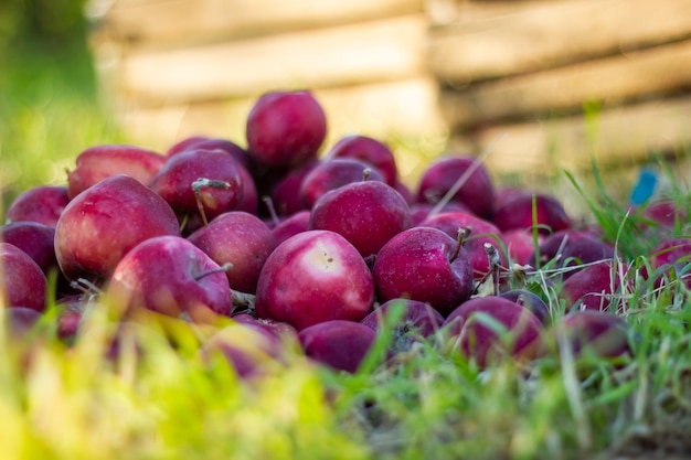 red apples in a bucket in apple orchard