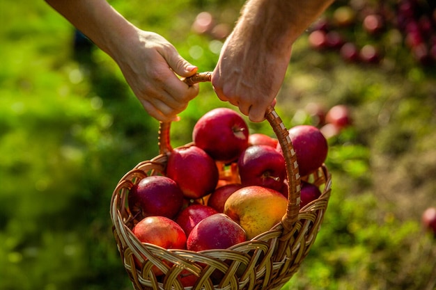 Photo red apples in old vintage wicker basket in hand on background of green grass hands